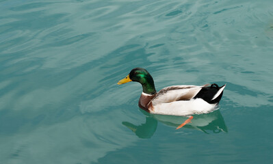 A male mallard duck (Anas platyrhynchos) glides gracefully across the turquoise river on a serene spring day, its vibrant green head and rippling reflections painting a picture of natural tranquility.