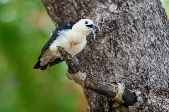 Sickle-billed vanga (Falculea palliata) calling from tree branch in forest understorey, Anjajavy Private Reserve, north west Madagascar. 