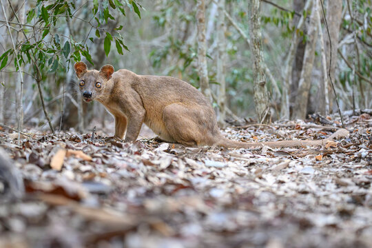 Fosa (Cryptoprocta ferox) female, resting on forest floor in dry deciduous forest, Kirindy, Menabe, western Madagascar. 