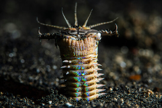Bobbit worm (Eunice sp.) emerging from the sediment at night to catch fish, Bitung, North Sulawesi, Indonesia, Lembeh Strait, Molucca Sea. 