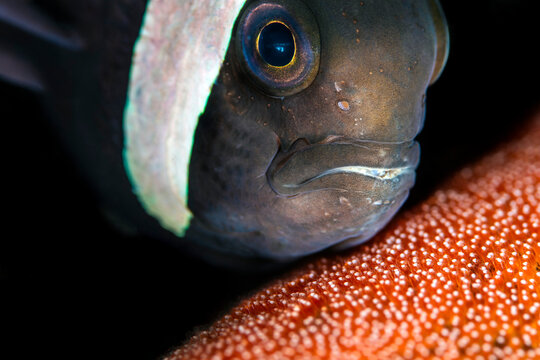 Saddleback anemonefish (Amphiprion polymnus) guarding its eggs, Bitung, North Sulawesi, Indonesia, Lembeh Strait, Molucca Sea. 