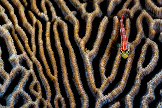 Striped triplefin (Helcogramma striata) swimming over a Brain coral (Platygyra sp.), Bitung, North Sulawesi, Indonesia, Lembeh Strait, Molucca Sea. 