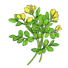 A painting of a minimal Fenugreek with yellow flower branch. Trendy abstract minimal style, plant set, Natural fresh. Vector illustration isolated on white background, vector