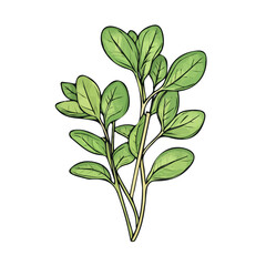 A painting of a minimal Fenugreek with green leaf branch. Trendy abstract minimal style, plant set, Natural fresh. Vector illustration isolated on white background, vector