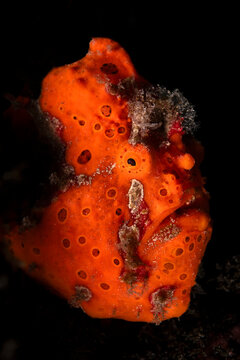 Orange painted frogfish (Antennarius pictus) portrait, Batangas marine protected area, Luzon, Philippines, Pacific Ocean. 