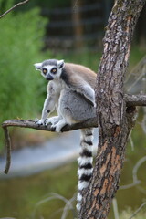 ring tailed lemur