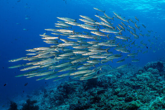 Blackfinl barracuda (Sphyraena qenie) school swimming over coral reef, Misool, Raja Ampat, West Papua, Indonesia, Ceram Sea, Pacific Ocean. 