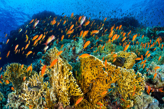 Sccalefin anthias (Pseudanthias squamipinnis) schooling over Fire corals (Millepora sp.) on a coral reef, Ras Mohammed, Sinai, Egypt, Red Sea. 