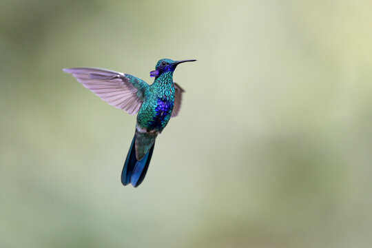Sparkling violetear (Colibri coruscans) in flight, San Martin region, near Tarapoto, Peru. 