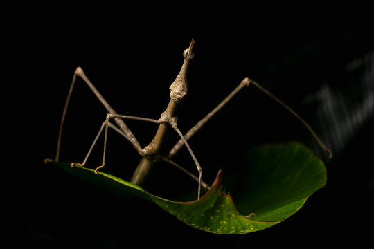 Jumping stick grasshopper (Apioscelis bulbosa) resting on a leaf at night, Sandoval lake, Tambopata National Reserve, Peru. 