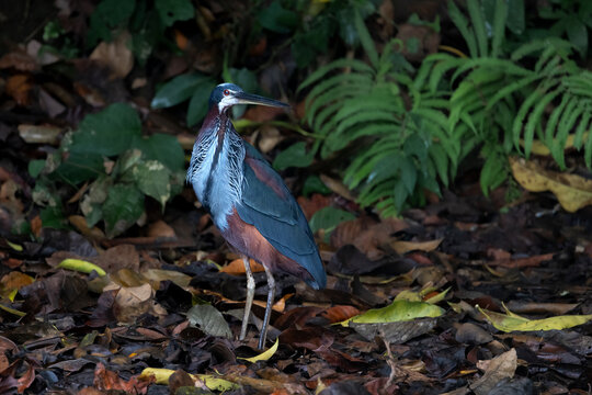 Agami heron (Agamia agami) portrait, Sandoval lake, Tambopata National Reserve, Peru. 