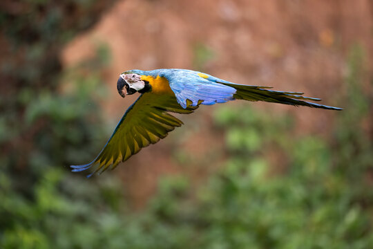 Blue-and-yellow macaw (Ara ararauna) in flight, carrying clay in its beak from the colpa, Tambopata National Reserve, Peru. 