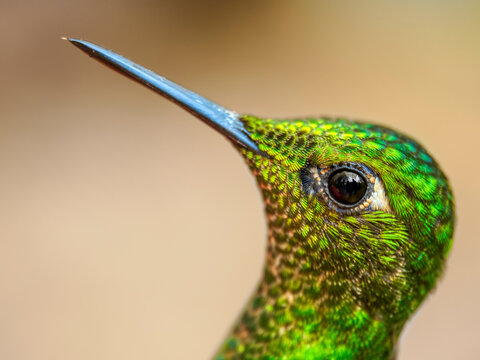 Buff tailed coronet hummingbird (Boissonneaua flavescens) head portrait, cloud forest, Ecuador. 