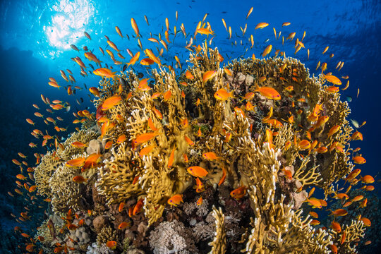 Coral pinnacle with a large shoal of Scalefin anthias (Pseudanthias squamipinnis) swarming over Fire coral (Millepora dichotoma), Abu Nuhas Reef, Egypt, Strait of Gubal, Red Sea. 