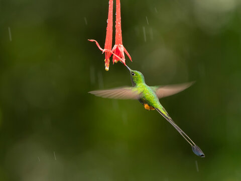 Booted racket tail hummingbird (Ocreatus underwoodii) nectaring on flower in rainstorm, cloud forest, Ecuador. 