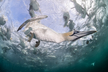 Northern gannet (Morus bassanus) diving underwater to feed on discarded fish, Noss National Nature Reserve, Shetland Isles, Scotland, UK, Atlantic Ocean. 