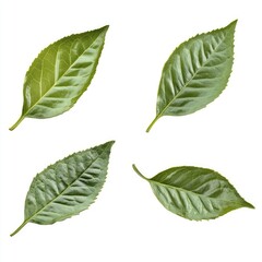 Naklejka premium Four vibrant green leaves, close-up