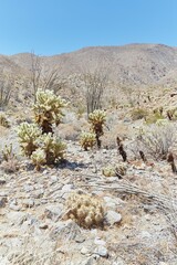 The Cactus Loop Trail at Anza-Borrego Desert State Park