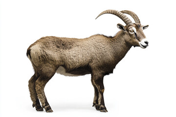 Fototapeta premium a goat with long horns standing on a white surface