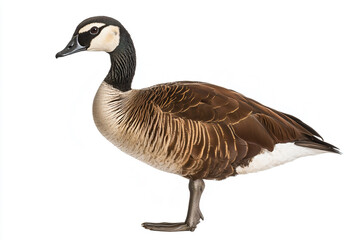 a duck standing on a white surface with a white background