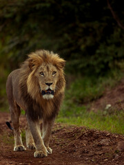 portrait of a lion