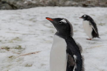 Gentoo penguins in Antarctica. Wild nature