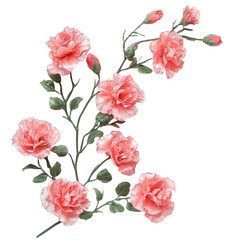 Carnation png charming carnation cascade png beautiful carnation flowers png pink carnation petals png floral carnation bunch png transparent background image