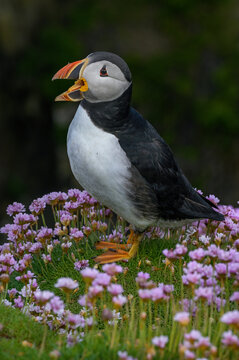 Puffin (Fratercula arctica) perched among Sea thrift (Armeria maritima) calling, Great Saltee Island, County Wexford, Republic of Ireland. June, 2022.