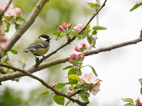 Great tit (Parus major) perched on branch among Apple blossom in garden, Norfolk, England, UK. April.