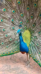 Obraz premium A vibrant peacock displays its colorful plumage, showcasing magnificent shades of blue and green against a neutral background.