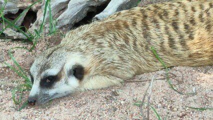 A close-up of a meerkat lounging on sandy ground, surrounded by grass, showcasing its distinctive...