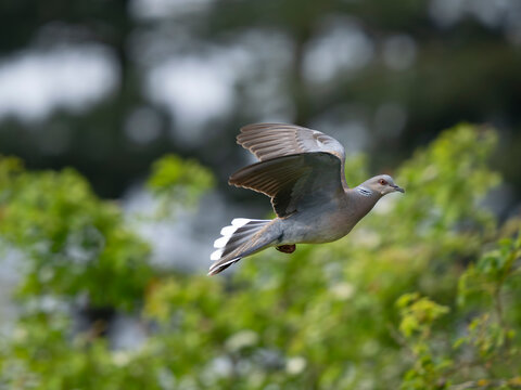 European turtle dove (Streptopelia turtur) in display flight, Snettisham, Norfolk, England, UK. April.