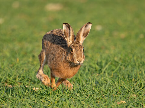 Brown hare (Lepus europaeus) running over over field, North Norfolk, England, UK. March.