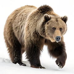 Fototapeta premium A Grizzly Bear walking towards the camera, isolated on a clean white background