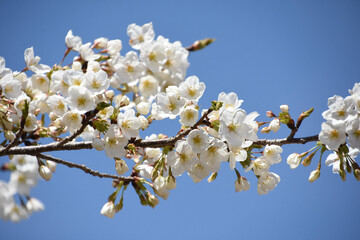 青空に桜