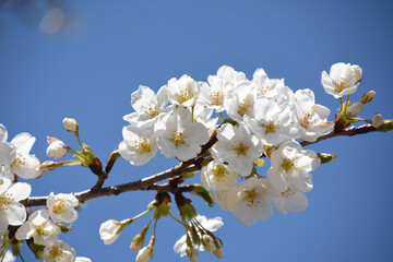 青空に桜
