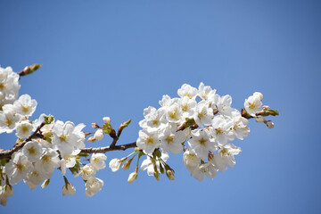 青空に桜