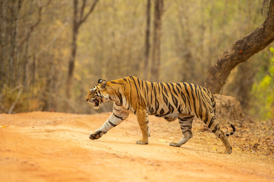 Bengal tiger (Panthera tigris tigris) female, crossing forest track, Bandhavgarh Tiger Reserve, Madhya Pradesh, India. Endangered.