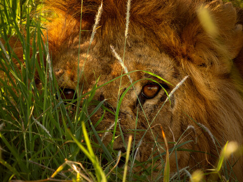 Lion (Panthera leo) male, hiding in grass, portrait, Lewa Downs, Kenya.