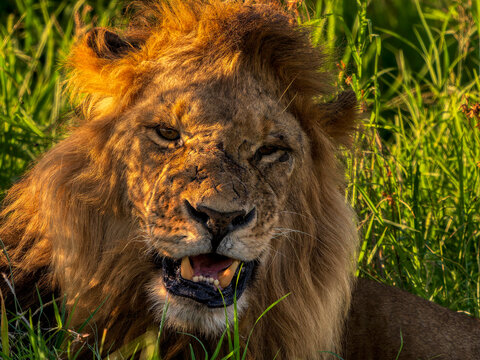 Lion (Panthera leo) male, head portrait, Lewa Downs, Kenya.