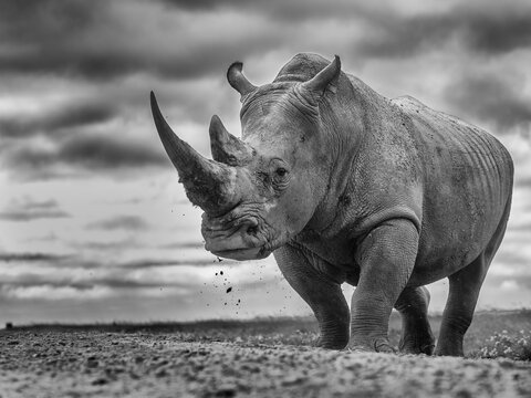White rhinoceros (Ceratotherium simum) in grassland, portrait, Ol Pajeta conservancy, Kenya.