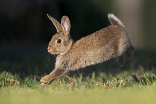 Rabbit (Oryctolagus cuniculus) juvenile, running on grass, Canterbury, South Island, New Zealand. October.