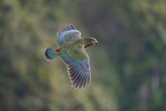 Kea (Nestor notabilis) juvenile, in flight, Arthur's Pass National Park, South Island, New Zealand. May. Endangered.