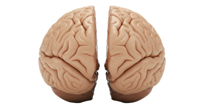 Isolated Human Brain Halves Symbolizing Intelligence and Knowledge