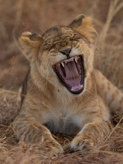portrait of a lion cub yawning