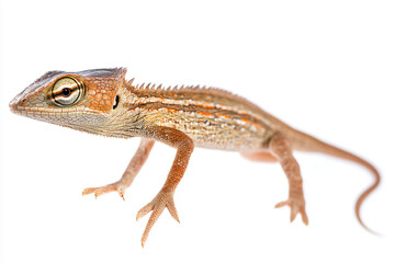 Naklejka premium a lizard with a very long neck and a very sharp tail