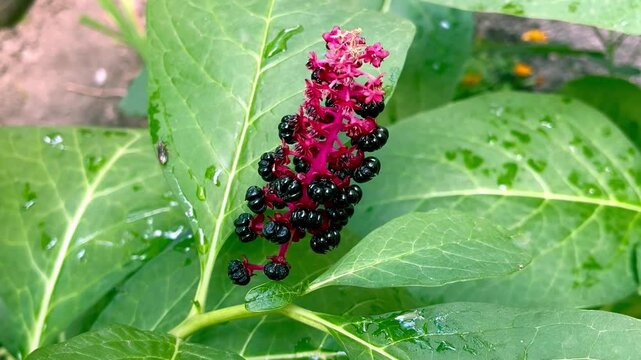 flowering plant indian Pokeweed (Phytolacca acinosa) growing in the garden	
