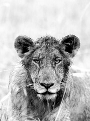 portrait of a lion