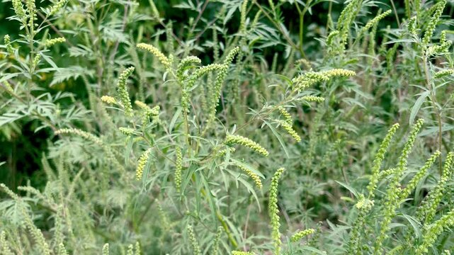 ragweed plant blooms in the garden	
