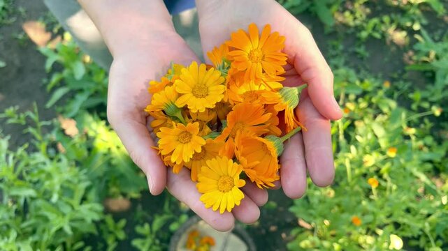 woman collecting calendula flowers in the garden	